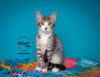 adoptable Cat in slc, UT named Greyson
