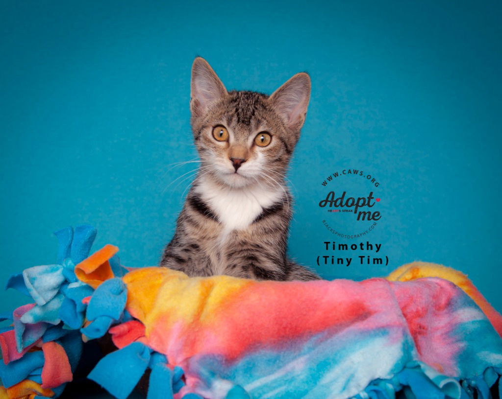 adoptable Cat in SLC, UT named Timothy (Tiny Tim)