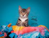 adoptable Cat in slc, UT named Timothy (Tiny Tim)