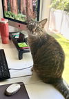 adoptable Cat in SLC, UT named Lulu