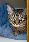 adoptable Cat in , UT named Lulu