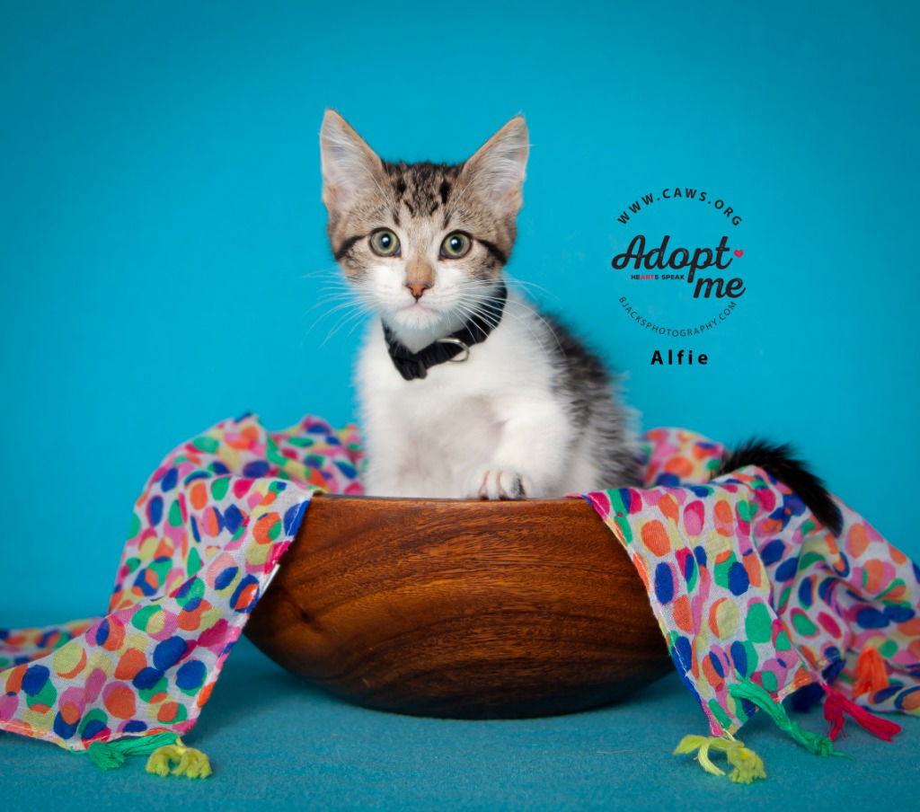 adoptable Cat in SLC, UT named Alfie