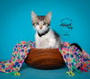 adoptable Cat in slc, UT named Alfie