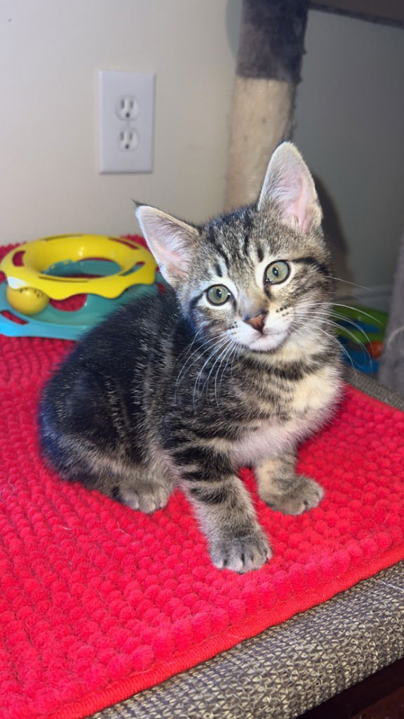 adoptable Cat in SLC, UT named Apple Jack
