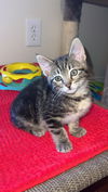 adoptable Cat in slc, UT named Apple Jack
