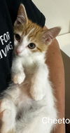 adoptable Cat in slc, UT named Cheeto