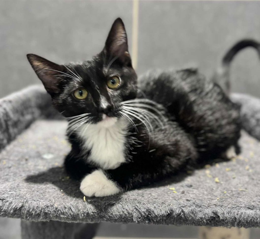 adoptable Cat in SLC, UT named Daphne