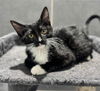 adoptable Cat in slc, UT named Daphne
