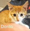 adoptable Cat in slc, UT named Dorito