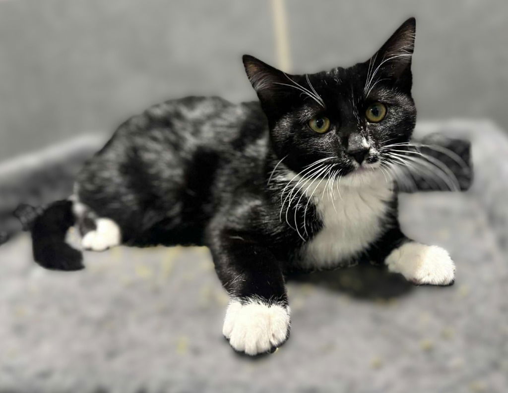 adoptable Cat in SLC, UT named Fred Jones