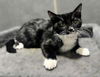 adoptable Cat in slc, UT named Fred Jones