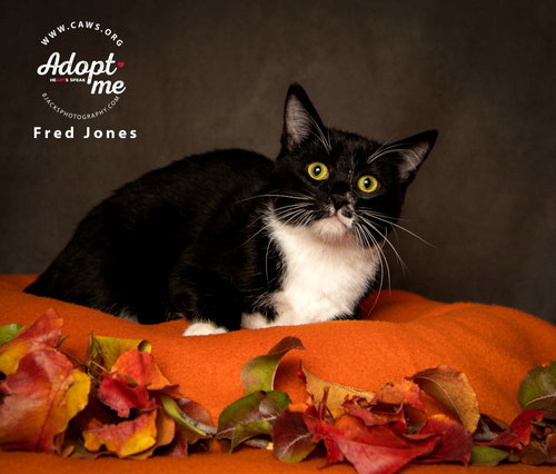 picture of the cat needing adoption
