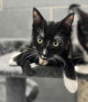 adoptable Cat in slc, UT named Shaggy