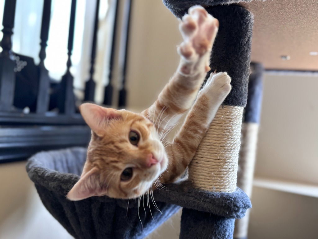 adoptable Cat in SLC, UT named Luke