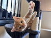 adoptable Cat in  named Luke
