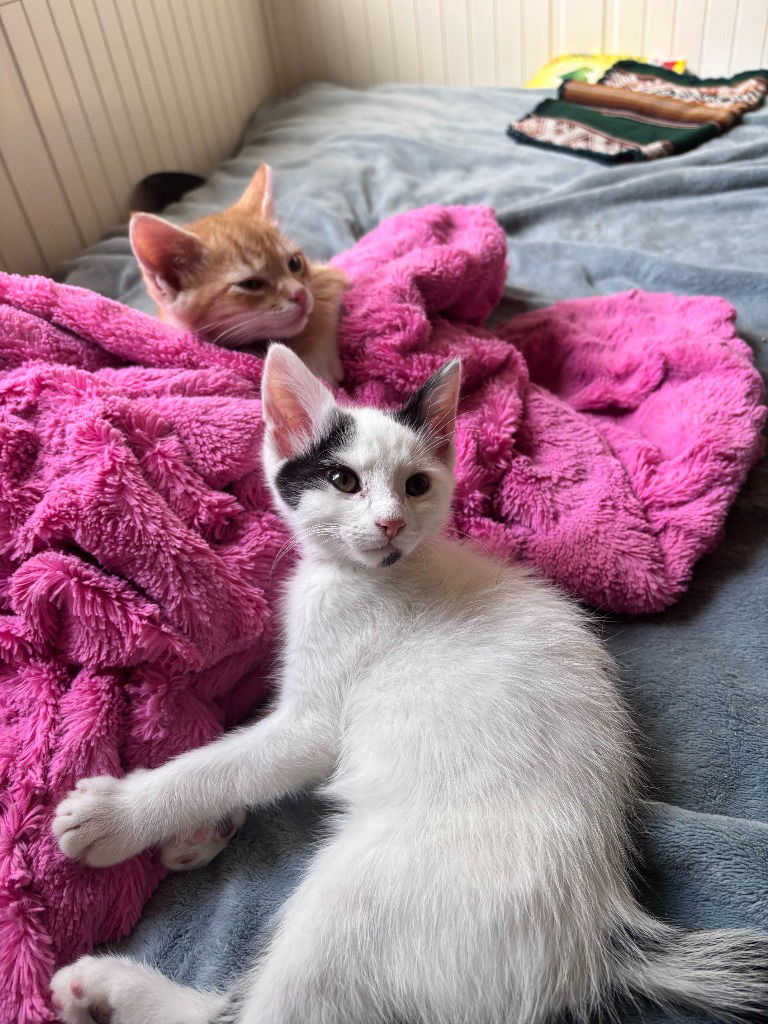 adoptable Cat in SLC, UT named Zuko