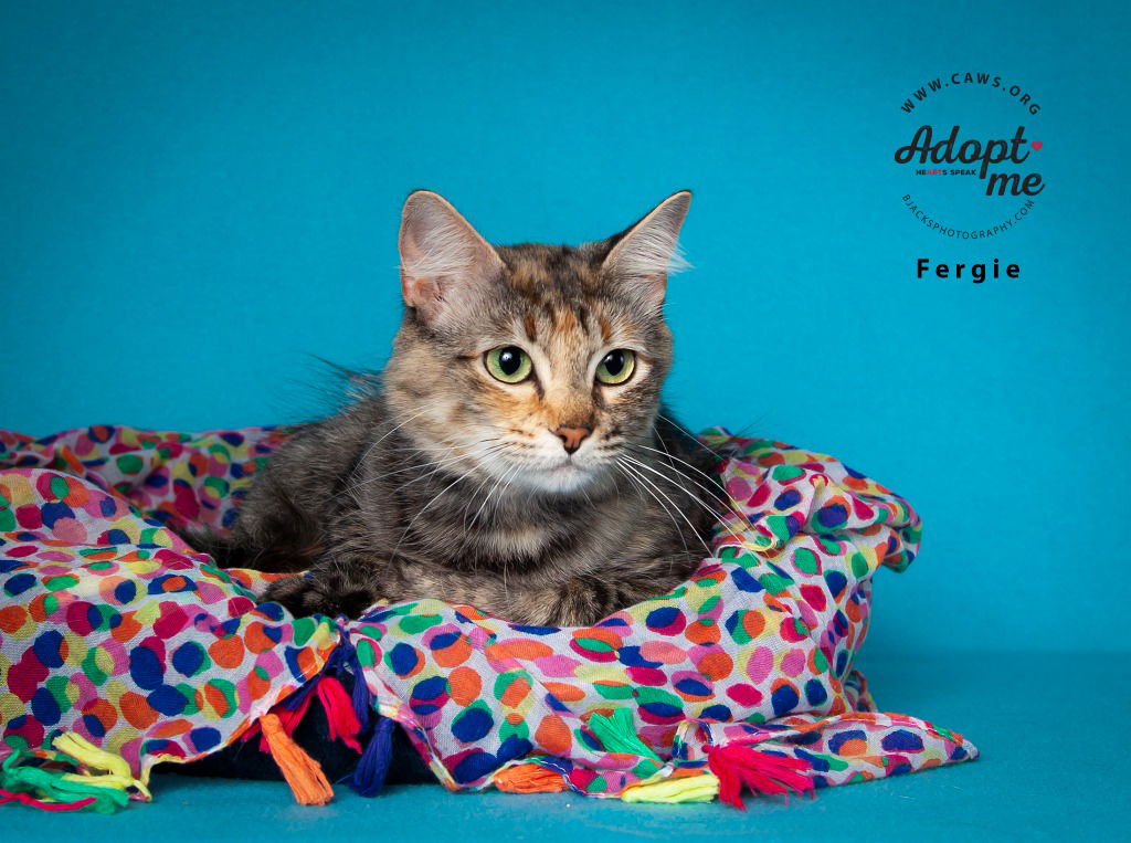 adoptable Cat in SLC, UT named Fergie