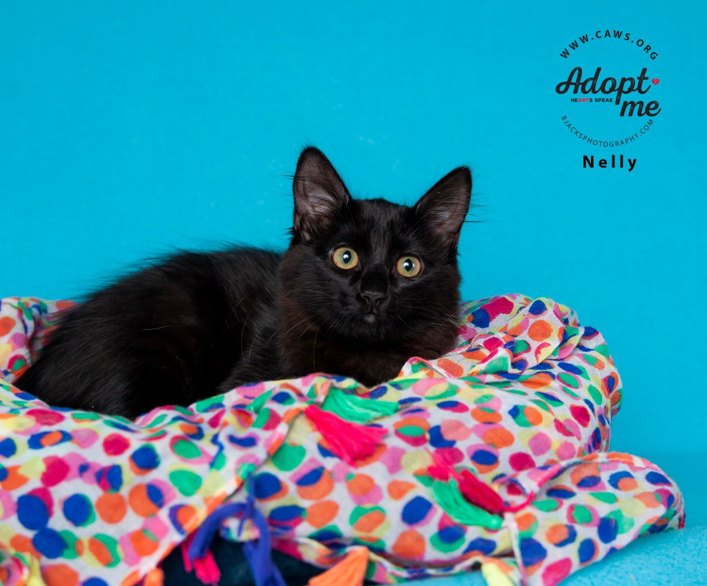adoptable Cat in SLC, UT named Nelly
