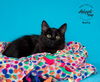 adoptable Cat in  named Nelly