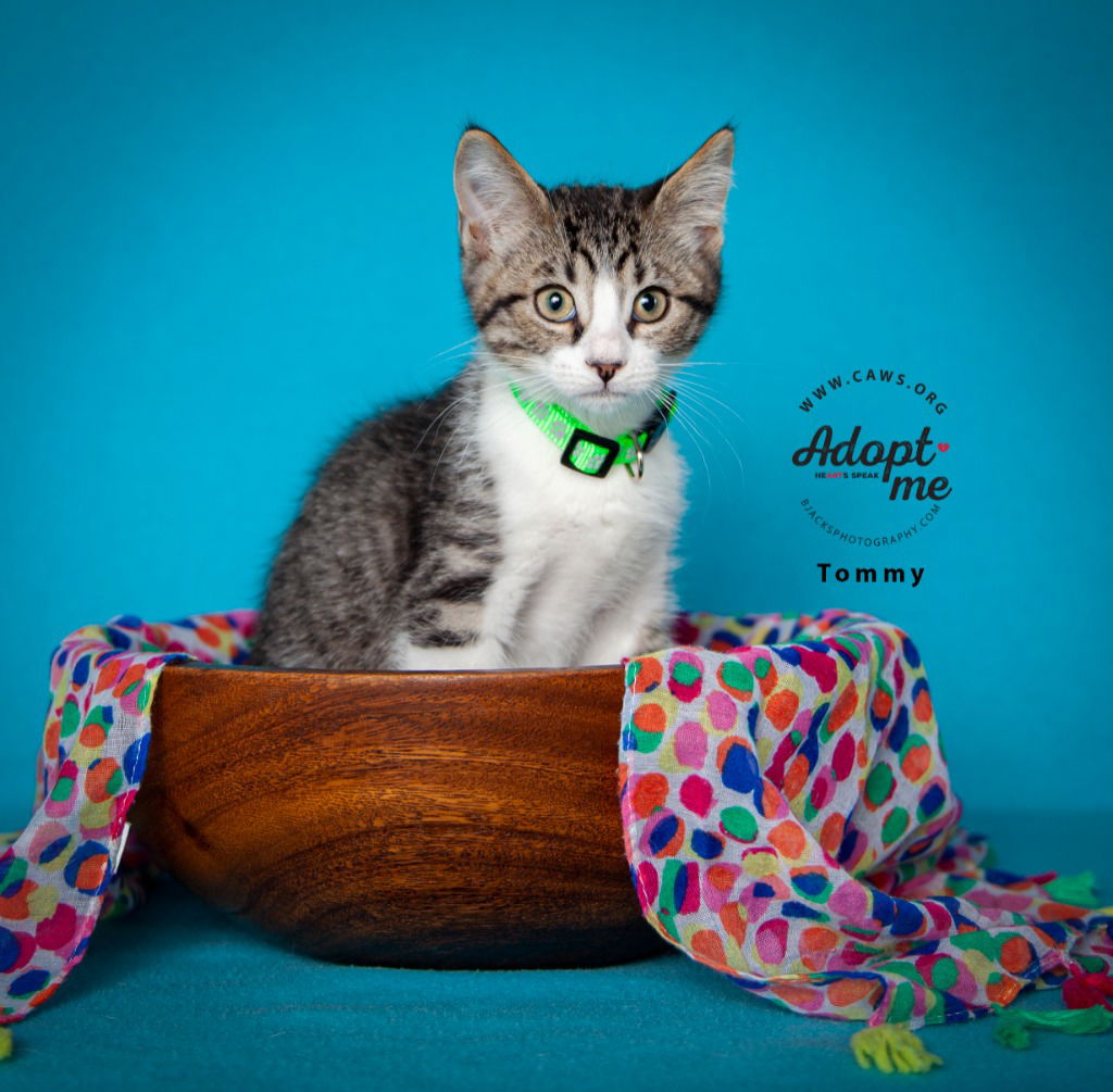 adoptable Cat in SLC, UT named Tommy