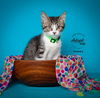 adoptable Cat in slc, UT named Tommy