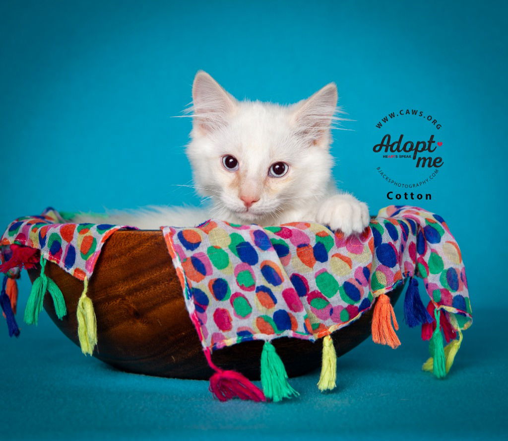 adoptable Cat in SLC, UT named Cotton