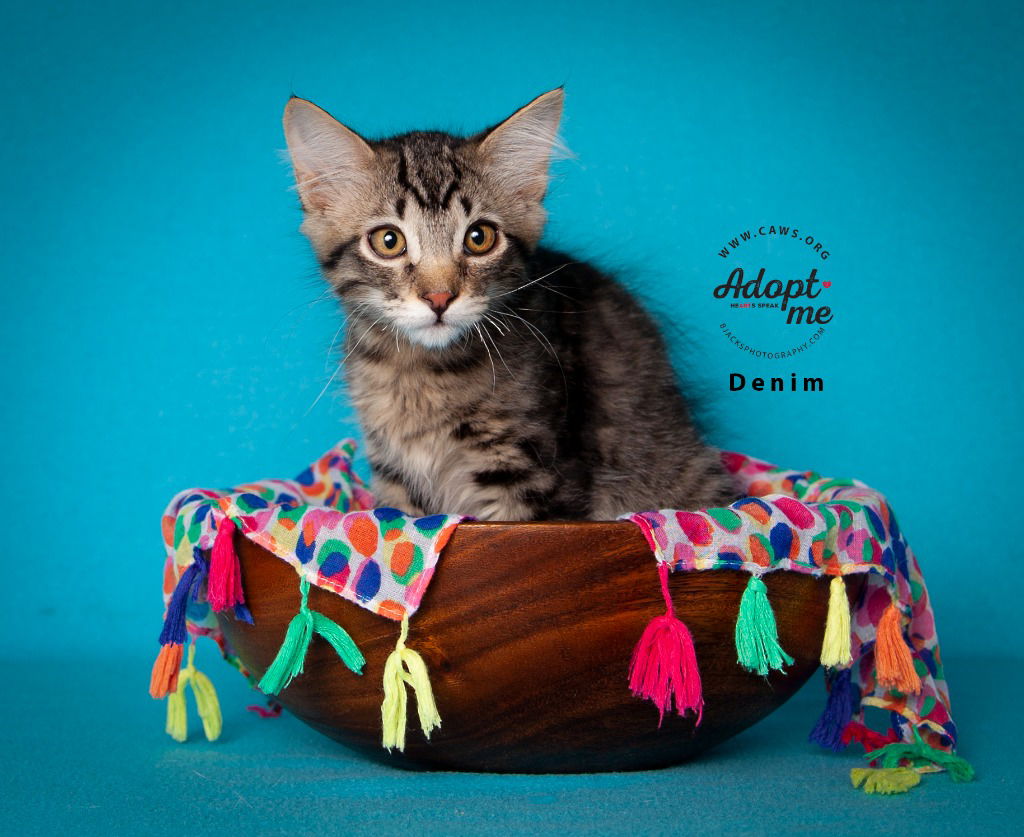 adoptable Cat in SLC, UT named Denim