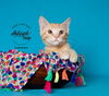 adoptable Cat in  named Lennon