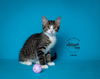 adoptable Cat in SLC, UT named Luca