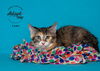 adoptable Cat in SLC, UT named Lumi