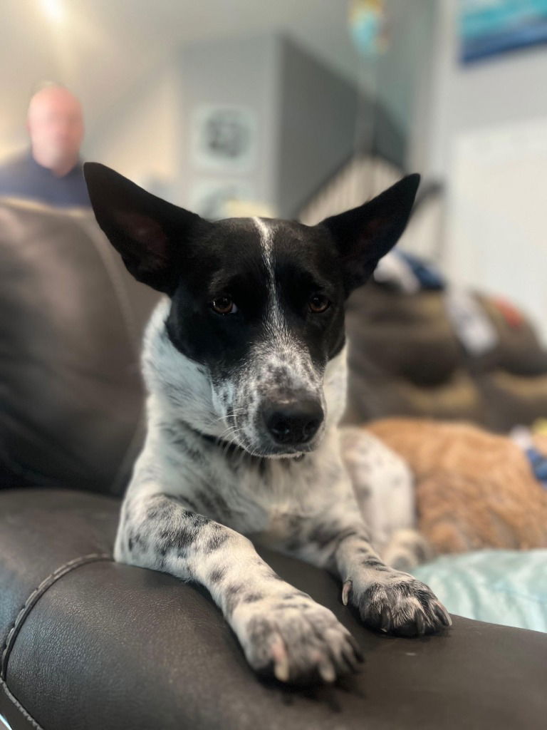 adoptable Dog in SLC, UT named Vienna