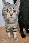 adoptable Cat in slc, UT named DeDe