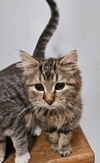 adoptable Cat in slc, UT named Dexter