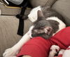 adoptable Cat in SLC, UT named Hazel