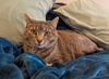 adoptable Cat in SLC, UT named Queen Tigress