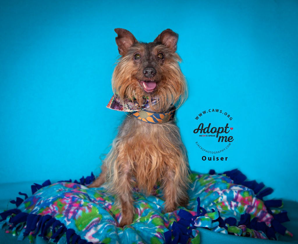 adoptable Dog in SLC, UT named Ouiser
