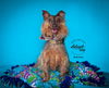 adoptable Dog in  named Ouiser