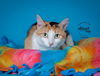 adoptable Cat in slc, UT named Tigress