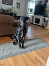 adoptable Dog in slc, UT named Wednesday