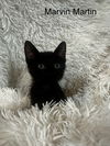 adoptable Cat in SLC, UT named Marvin Martian