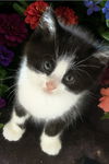 adoptable Cat in SLC, UT named Oreo