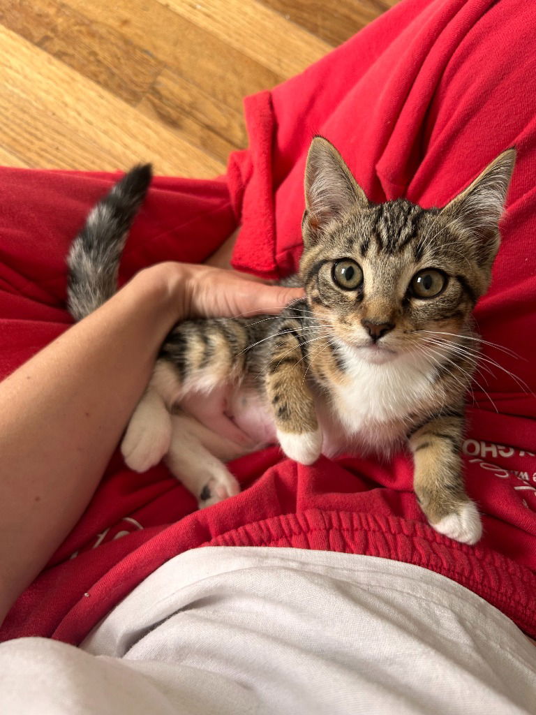 adoptable Cat in SLC, UT named Saucer