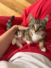 adoptable Cat in slc, UT named Saucer