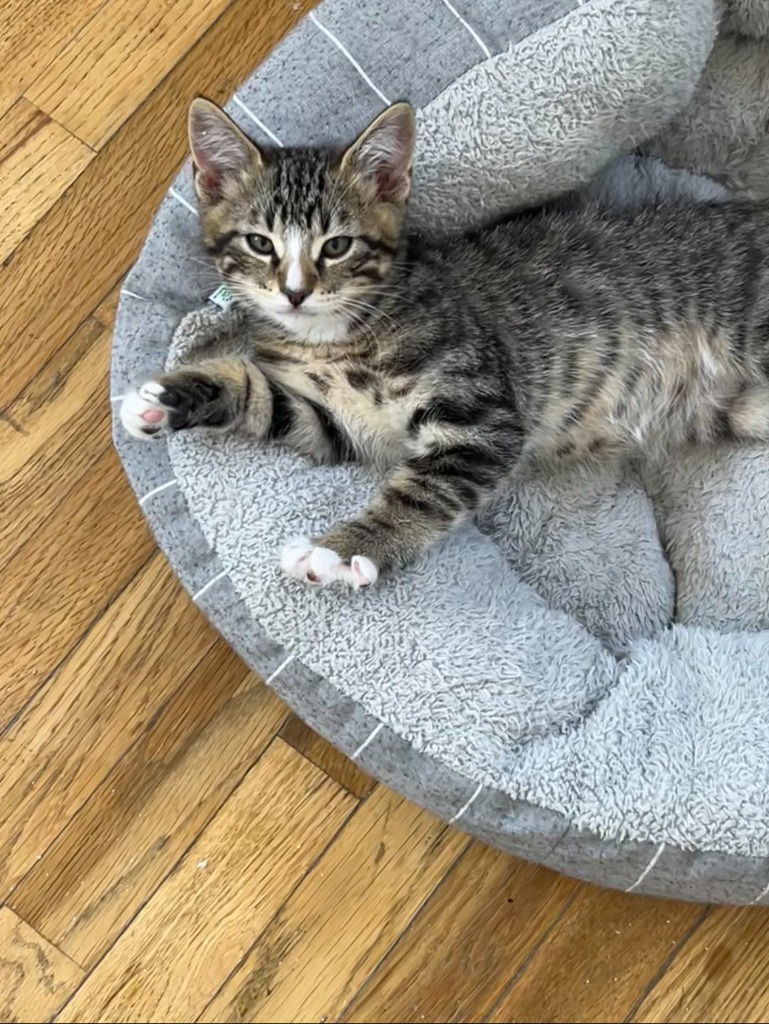 adoptable Cat in SLC, UT named Spoon