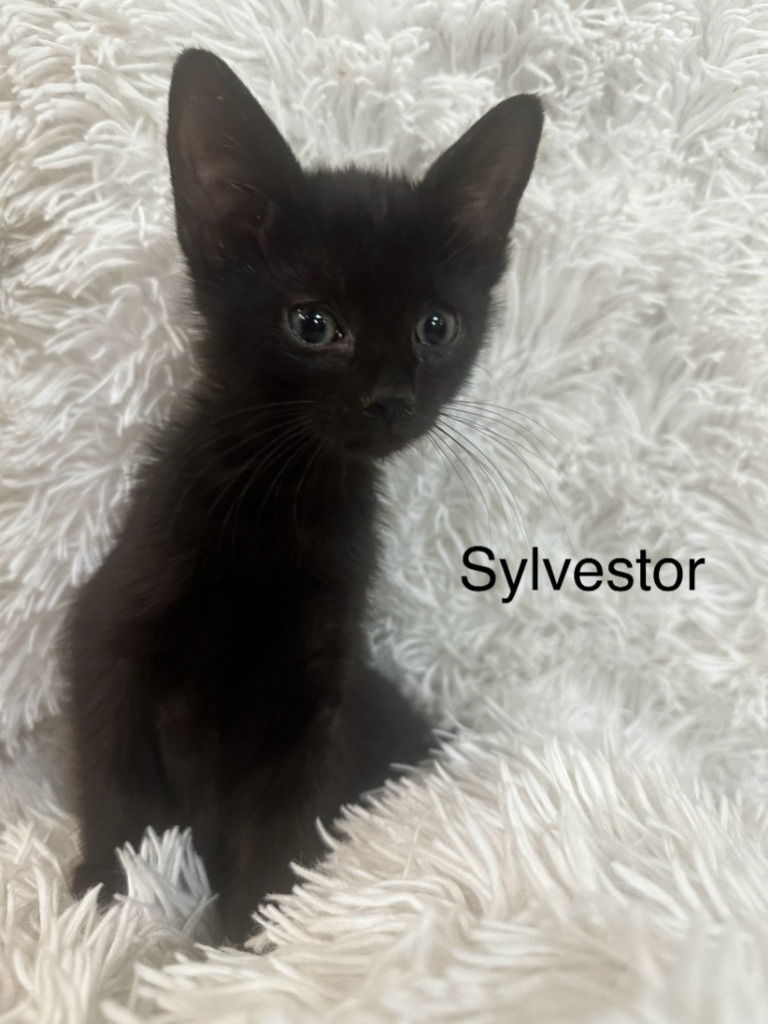 adoptable Cat in SLC, UT named Sylvester