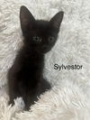adoptable Cat in slc, UT named Sylvester