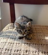 adoptable Cat in slc, UT named Toast
