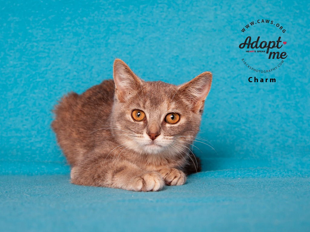 adoptable Cat in SLC, UT named Charm