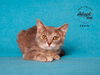 adoptable Cat in slc, UT named Charm
