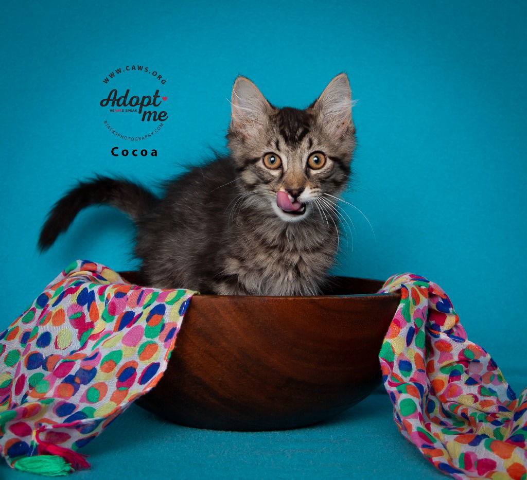 adoptable Cat in SLC, UT named Cocoa